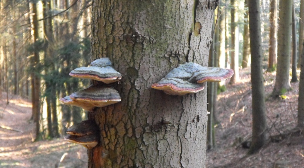 Fungus in the Schwarzenberg forest near Bad Feilnbach, Bavaria