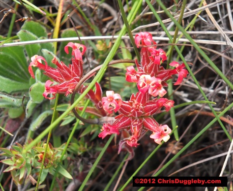 Amazing wild flowers from South Africa picture Nr. 12 from the Chapman's Peak trail, Cape Town