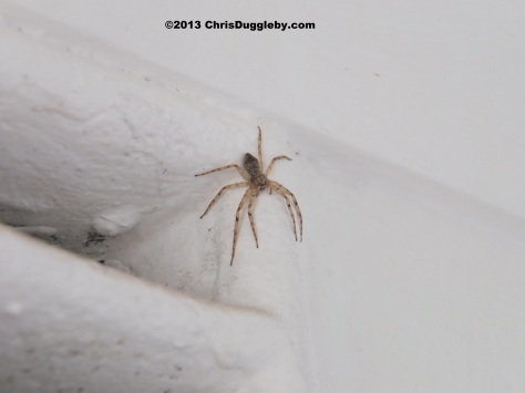 Sidney my pet spider guarding the entrance portal to my bedroom in Cape Town