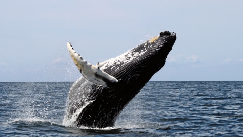 Humpback Whale Breaching at Stellwagen Bank National Marine Sanctuary (courtesy Whit Welles)