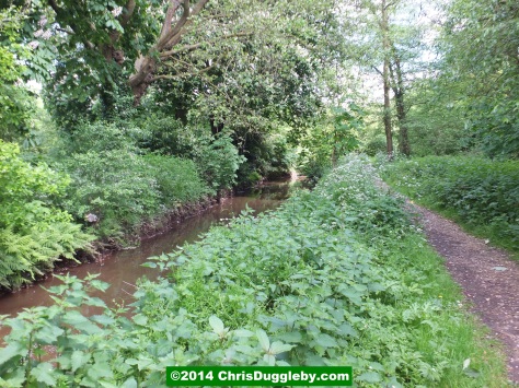 Hoebridge Stream from Woking Park