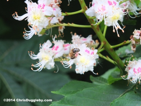 Bee Enjoying Delicious Spring Nectar