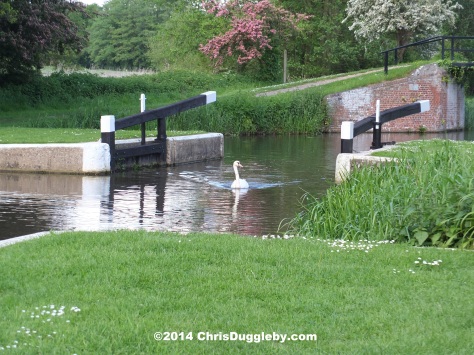 Swan Passing Through Walsham Lock