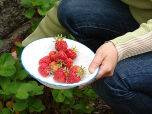 An example of some delicious home grown strawberries (Photo David R. Tribble)