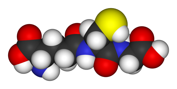 Typical Antioxidant Glutathione produced by living organisms