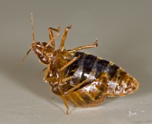 Male and Female Bed Bugs traumatic insemination