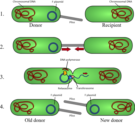 Bacterial 'sex' (Conjugation) used to transfer plasmids (jumping genes) with antibiotic resistance
